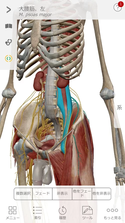 広島でヘルニア治療の有名整体院が解説-ヘルニア誤診例
