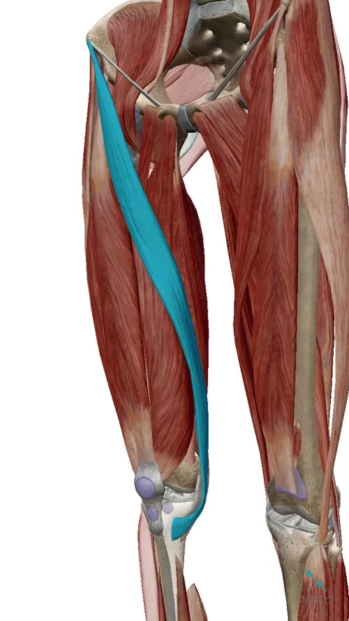 広島でヘルニア治療の有名整体院が解説-ヘルニア誤診例