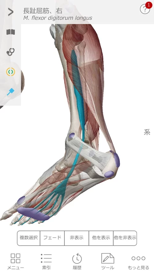 広島でヘルニア治療の有名整体院が解説-ヘルニア誤診例