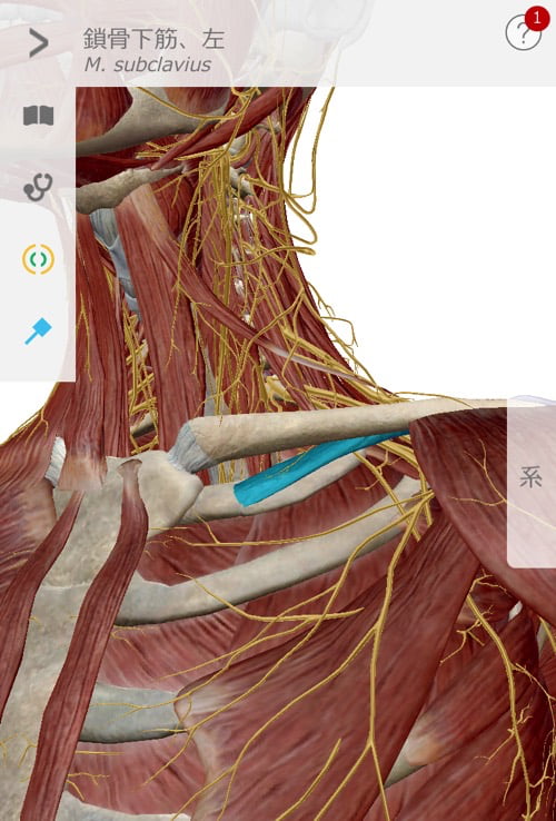 広島の肩の痛みを治す専門院-四十肩治療で有名な整体院