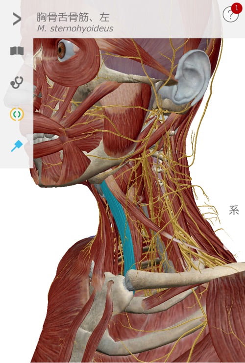 広島の肩の痛みを治す専門院-四十肩治療で有名な整体院