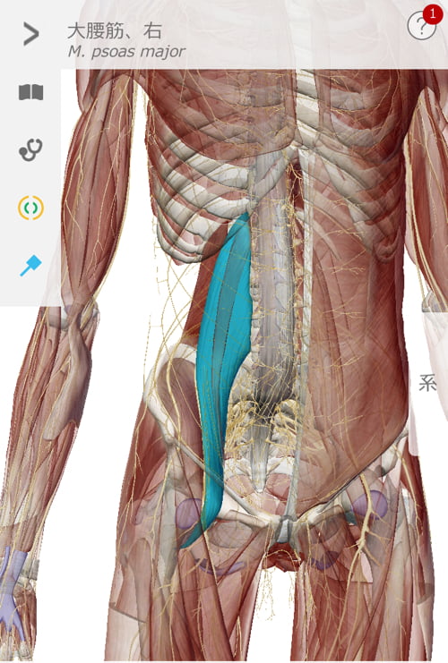 整形外科ではヘルニアと診断された産後腰痛_ブロック注射が効かない腰の痛み