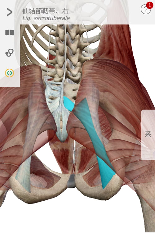 整形外科では治らない椎間板ヘルニアの原因と治療方法_テレビでも紹介されて広島の有名整体師の施術記録