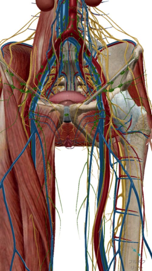 椎間板ヘルニアと脊椎狭窄症の原因と治療方法-広島で椎間板ヘルニア治療で有名な整体院の記録7