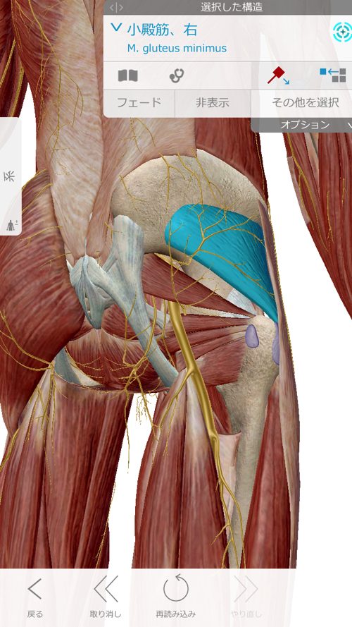 椎間板ヘルニアと脊椎狭窄症の原因と治療方法-広島で椎間板ヘルニア治療で有名な整体院の記録8