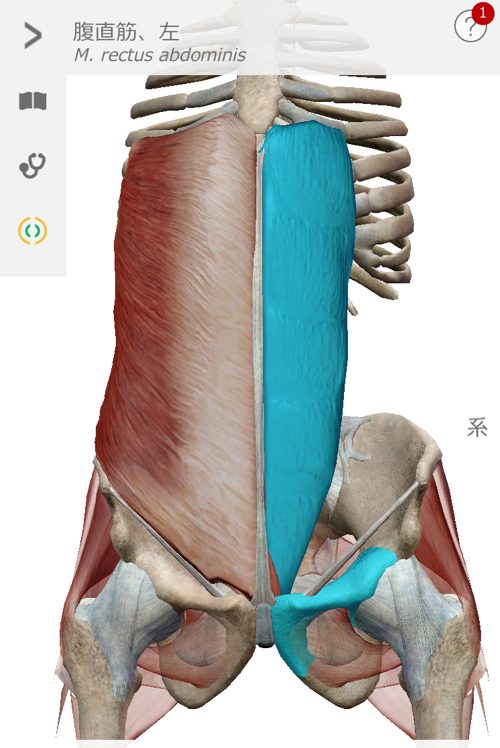 立ち上がる際に腰に痛みの原因と治療方法_ぎっくり腰をすぐに治す