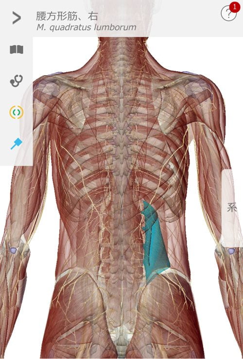 脊椎狭窄症の腰の痛みと足のシビレの原因と治療方法_広島の有名な腰痛専門の整体院の治った霊16