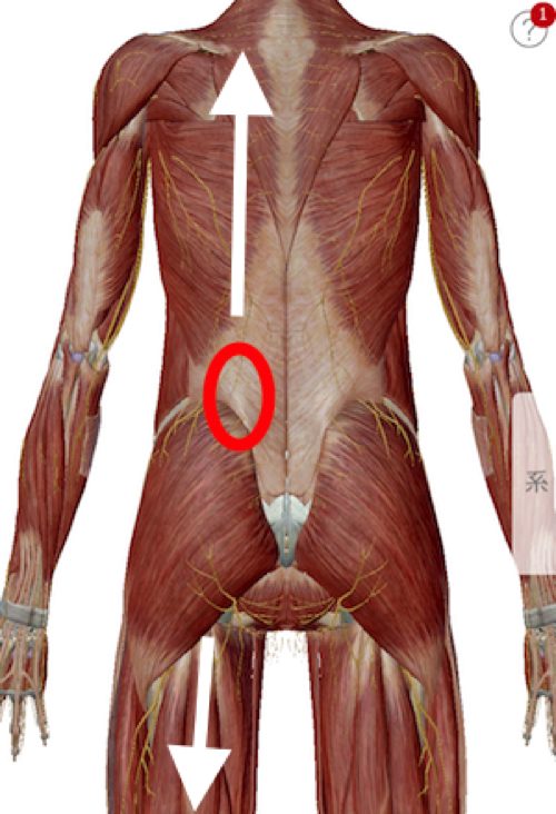 脊椎狭窄症の腰の痛みと足のシビレの原因と治療方法_広島の有名な腰痛専門の整体院の治った霊12