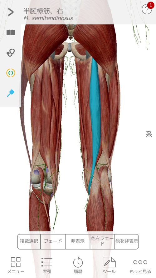 脊椎狭窄症の腰の痛みと足のシビレの原因と治療方法_広島の有名な腰痛専門の整体院の治った霊13