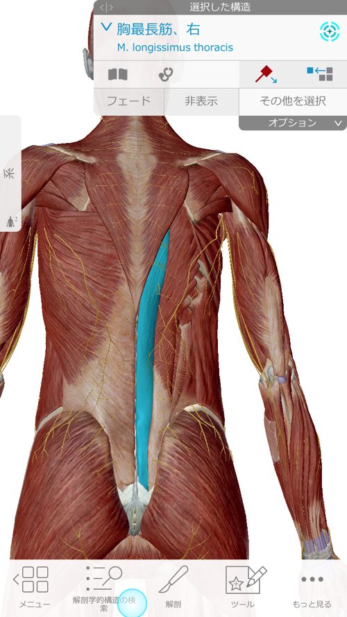 脊椎狭窄症の腰の痛みと足のシビレの原因と治療方法_広島の有名な腰痛専門の整体院の治った霊15