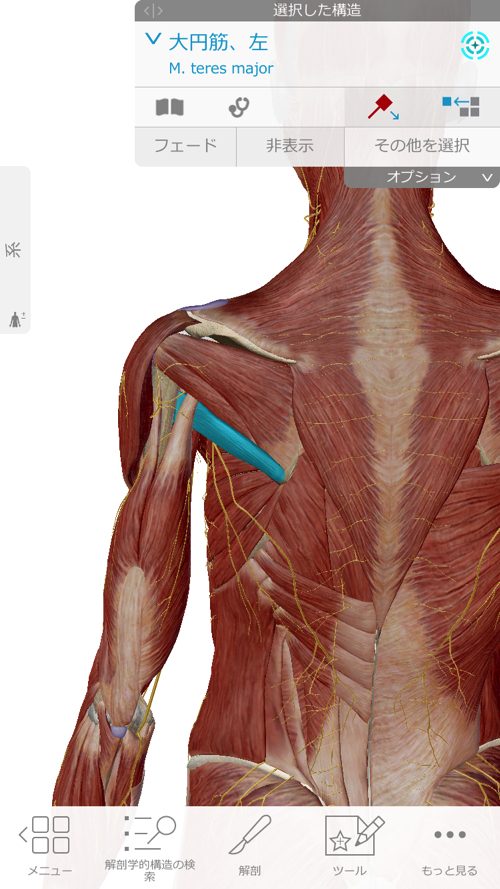 腕と肩の痛み-広島で四十肩の治療なら整体広島眞田流が有名