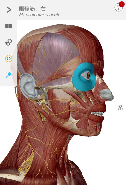 首のコリ_目の奥が痛い_原因と治し方_治療方法_広島の整体院の実例