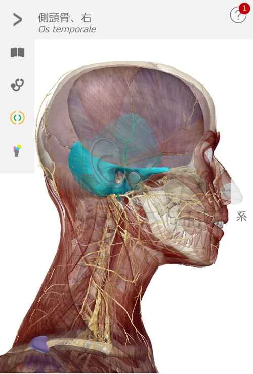 首のコリ_目の奥が痛い_原因と治し方_治療方法_広島の整体院の実例