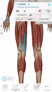 膝軟骨損傷の膝の内側の痛み治療場所7