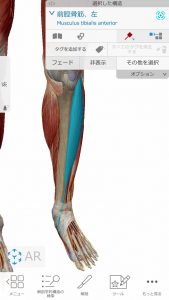 膝軟骨損傷の膝の内側の痛み治療場所5