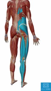 ヘルニア手術後の腰の痛みの原因となる筋肉の硬直2