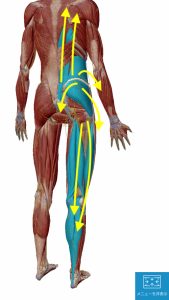 ヘルニア手術後の腰の痛みの原因となる筋肉の硬直状態2